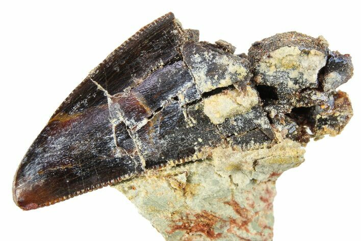 Serrated Carcharodontosaurus Tooth - Dekkar Formation, Morocco #299128